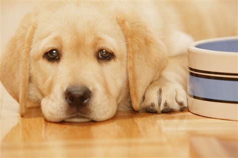 大白幼犬怎麼餵養，是不是要考慮它們的心情呢？