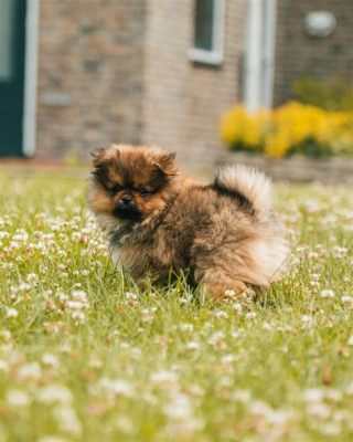 博美要怎麼養：探討博美犬養育的多面向視角與趣味比較